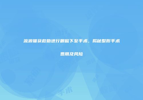 流浪猫获救助进行眼睑下至手术，揭秘整形手术费用及风险